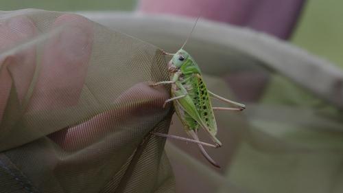 Decticus verrucivorus verrucivorus